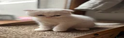 British gatti in vendita: gattini British & Scottish fold - Annuncio 16