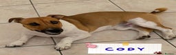 Jack Russell cani in regalo: Cody simil jack russell in adozione a Latina - Annuncio 1
