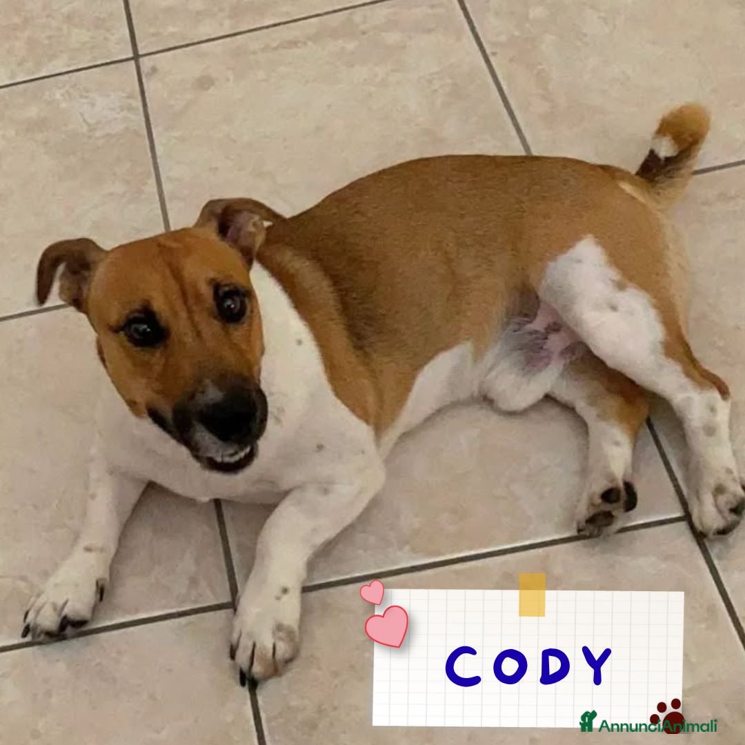 Jack Russell cani in regalo: Cody simil jack russell in adozione a Latina - Annuncio 1