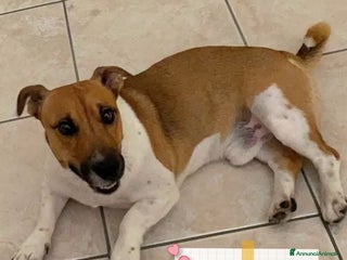 Jack Russell cani Cody simil jack russell in adozione a Latina - Annuncio 6