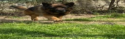 Pastore Tedesco cani in regalo: Pastore tedesco maschio  a Provincia di Novara - Annuncio 4