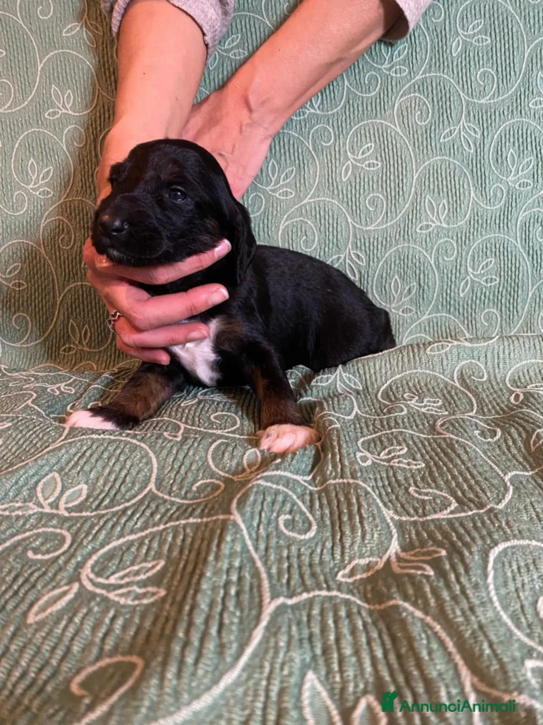 Levriero cani in vendita: LEVRIERO AFGANO BELLISSIMI CUCCIOLI - Annuncio 13