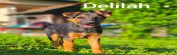 Meticcio cani in regalo: 8 CUCCIOLI CERCANO AMORE! Tg media, dolcissimi! - Annuncio 7