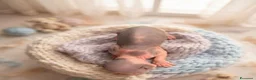 Sphynx gatti in vendita: Sphynx gatto nudo - Annuncio 2