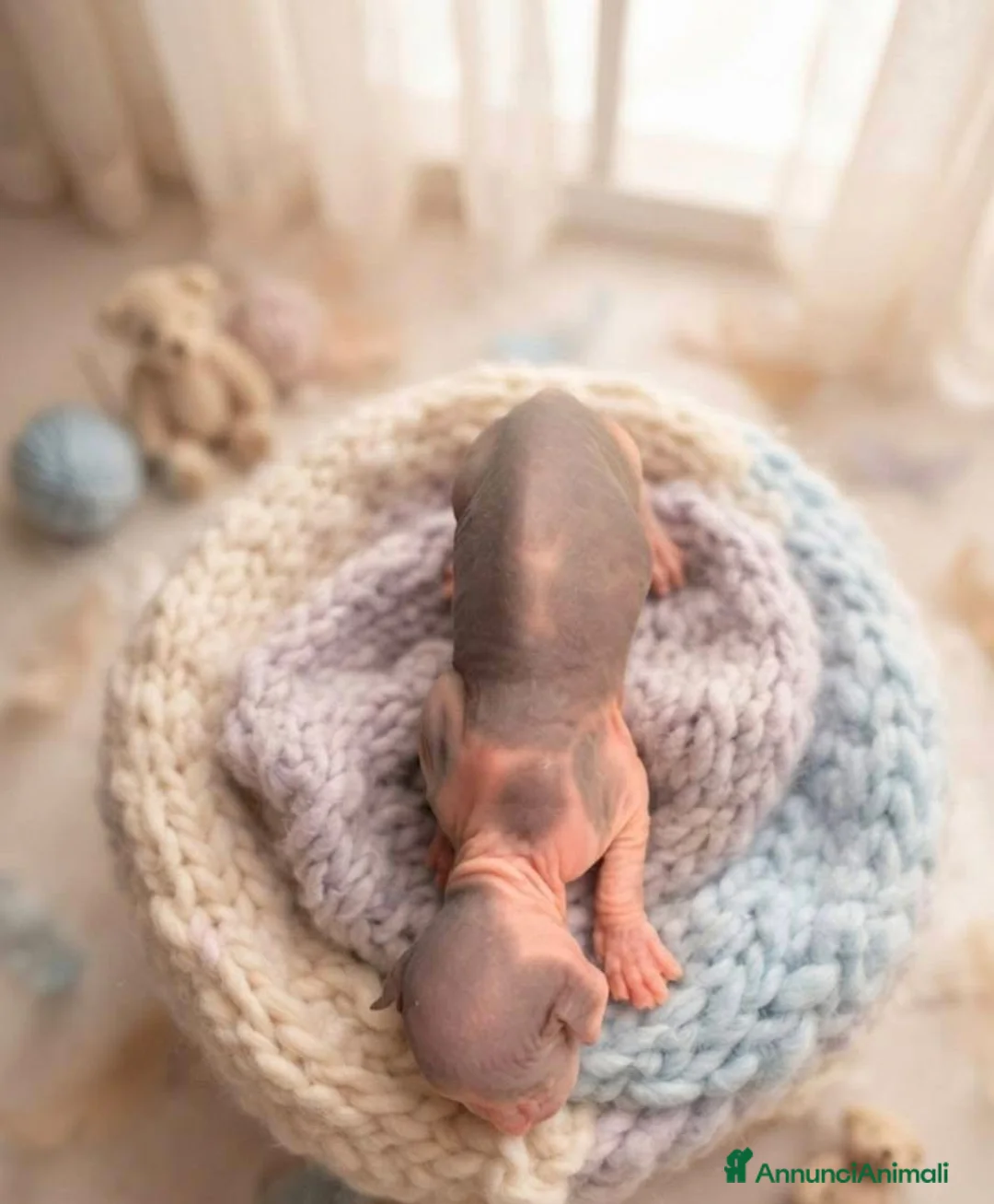 Sphynx gatti in vendita: Sphynx gatto nudo - Annuncio 2