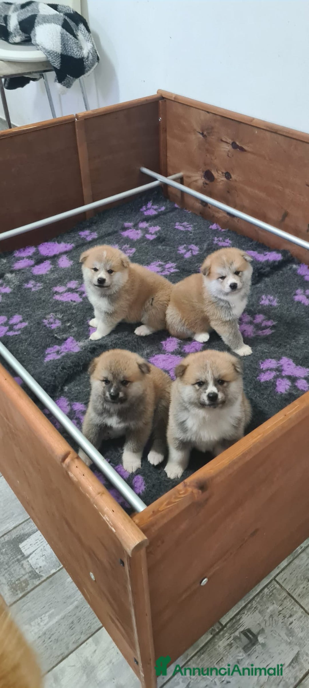 Akita Inu cani in vendita: CUCCIOLI AKITA INU LOMBARDIA  a Province of Como - Immagine 7