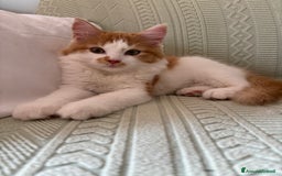 Siberiano gatti in vendita: Tre cucciole di gatto siberiano ipoallergenico - Immagine 8