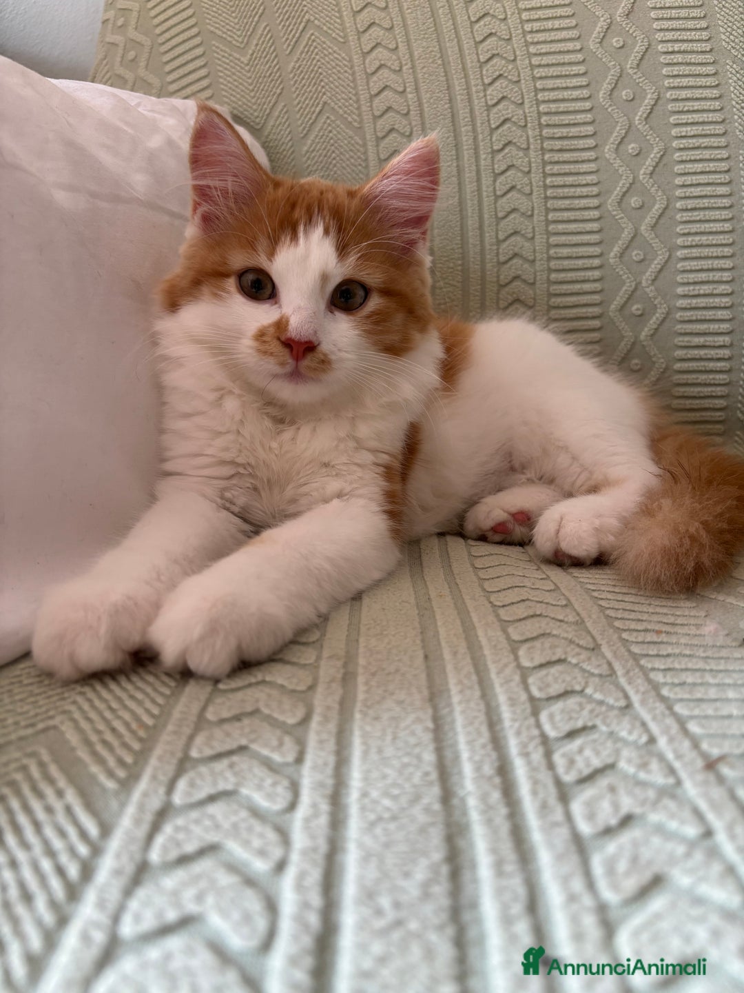 Siberiano gatti in vendita: Tre cucciole di gatto siberiano ipoallergenico - Immagine 8