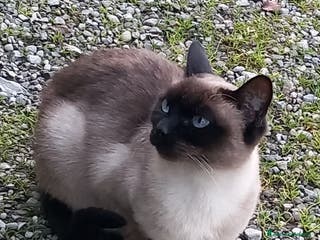 Siamese gatti Bellissimi Thai - Annuncio 2