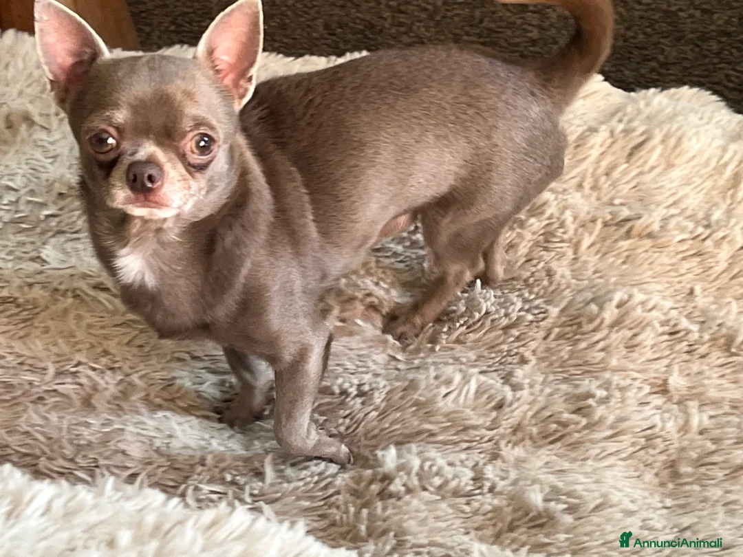 Chihuahua cani per accoppiamento: CHIHUAHUA LILAC DA MONTA DISPONIBILE - Annuncio 2