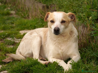 Meticcio cani PANNA. adozione del cuore - Annuncio 17