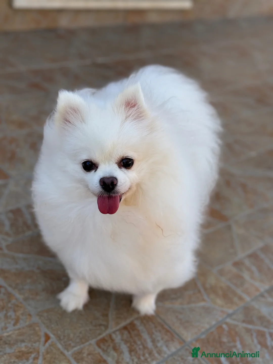 Volpino Pomerania cani in vendita: Cucciolo Spitz di Pomerania  a Città metropolitana di Milano - Annuncio 5