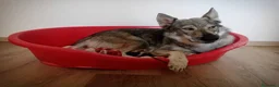 Lupo Cecoslovacco cani in regalo: Regalo cane lupo cecoslovacco  a Provincia di Vicenza - Annuncio 2