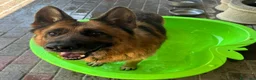 Meticcio cani in regalo: IBRA PASTORE TEDESCO - Annuncio 4