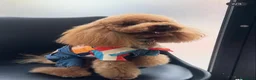 Barboncino Toy cani per accoppiamento: Barboncino Toy maschio 3 anni  a Città metropolitana di Roma Capitale - Annuncio 3