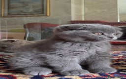 British gatti in vendita: British a Provincia di Biella - Immagine 1
