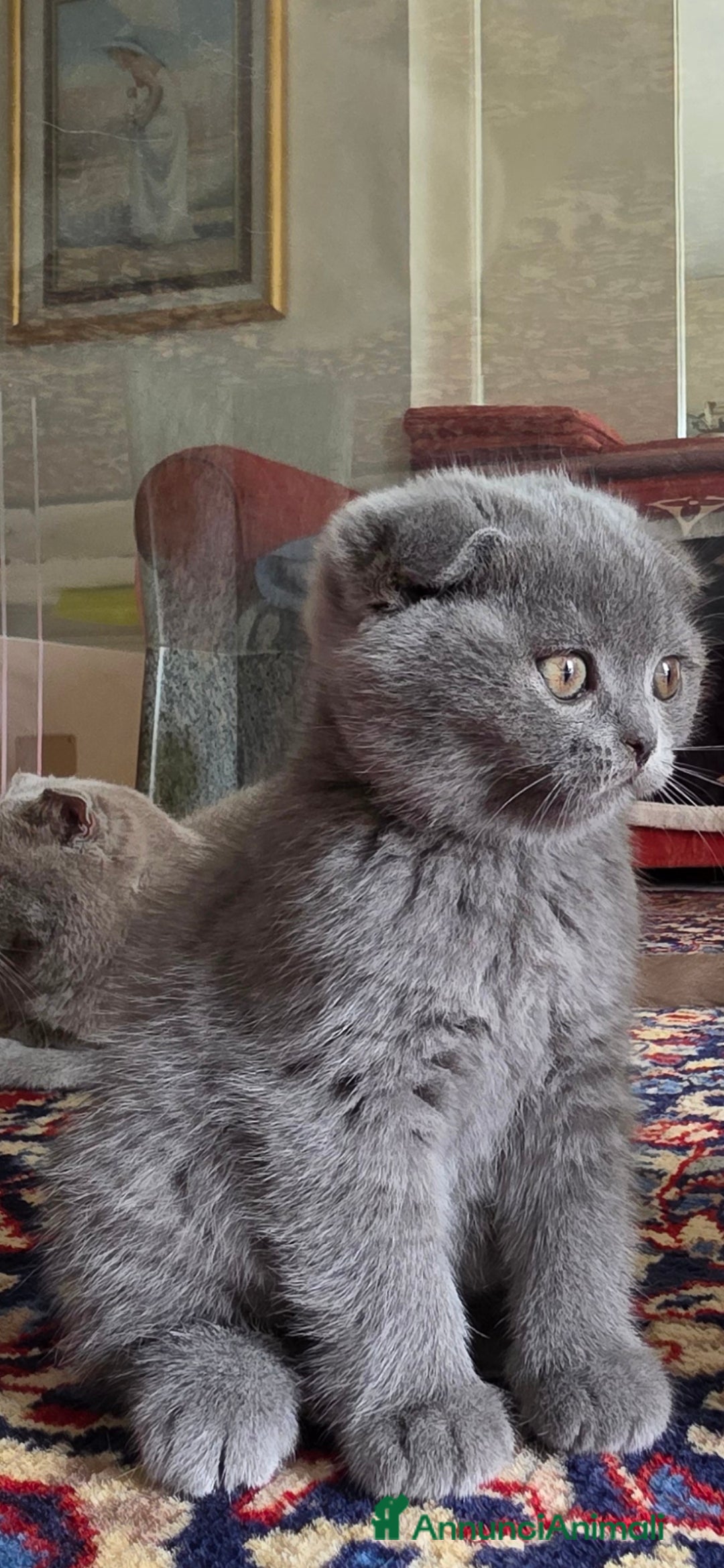 British gatti in vendita: British a Provincia di Biella - Immagine 1