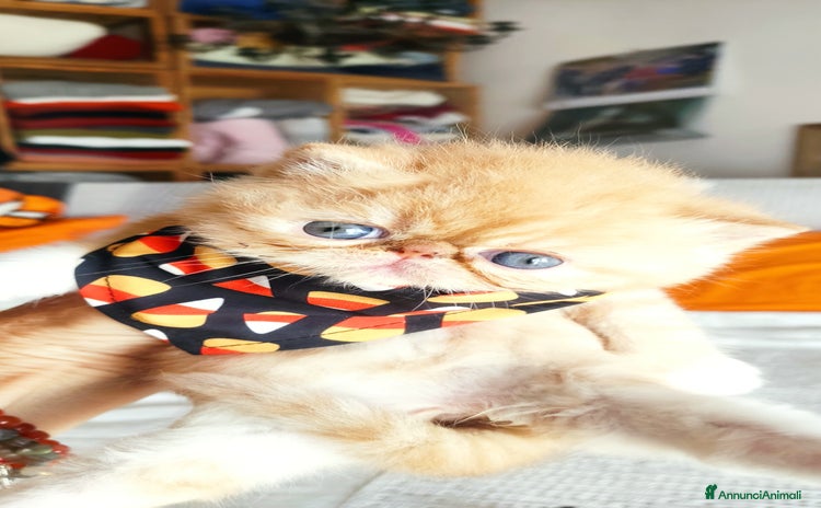 Exotic Shorthair gatti - Annuncio 2