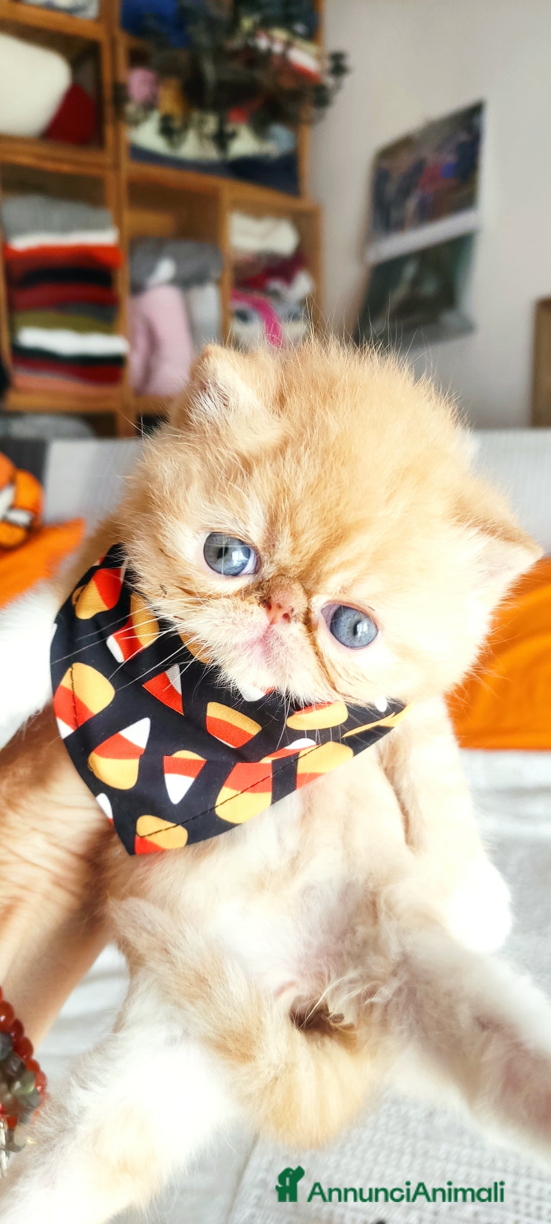 Exotic Shorthair gatti in vendita: Cuccioli gatto Exotica short hair - Annuncio 7