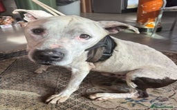 Pitbull cani in regalo: Pitbullino anziano DOLCISSIMO in canile TRISTE!GE a Città metropolitana di Milano - Immagine 4