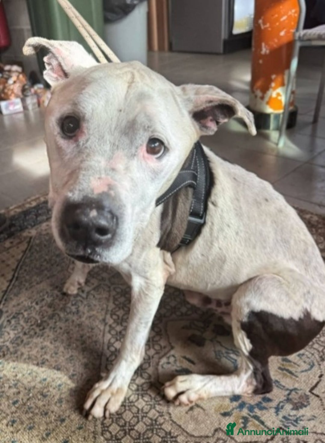 Pitbull cani in regalo: Pitbullino anziano DOLCISSIMO in canile TRISTE!GE a Città metropolitana di Milano - Immagine 4