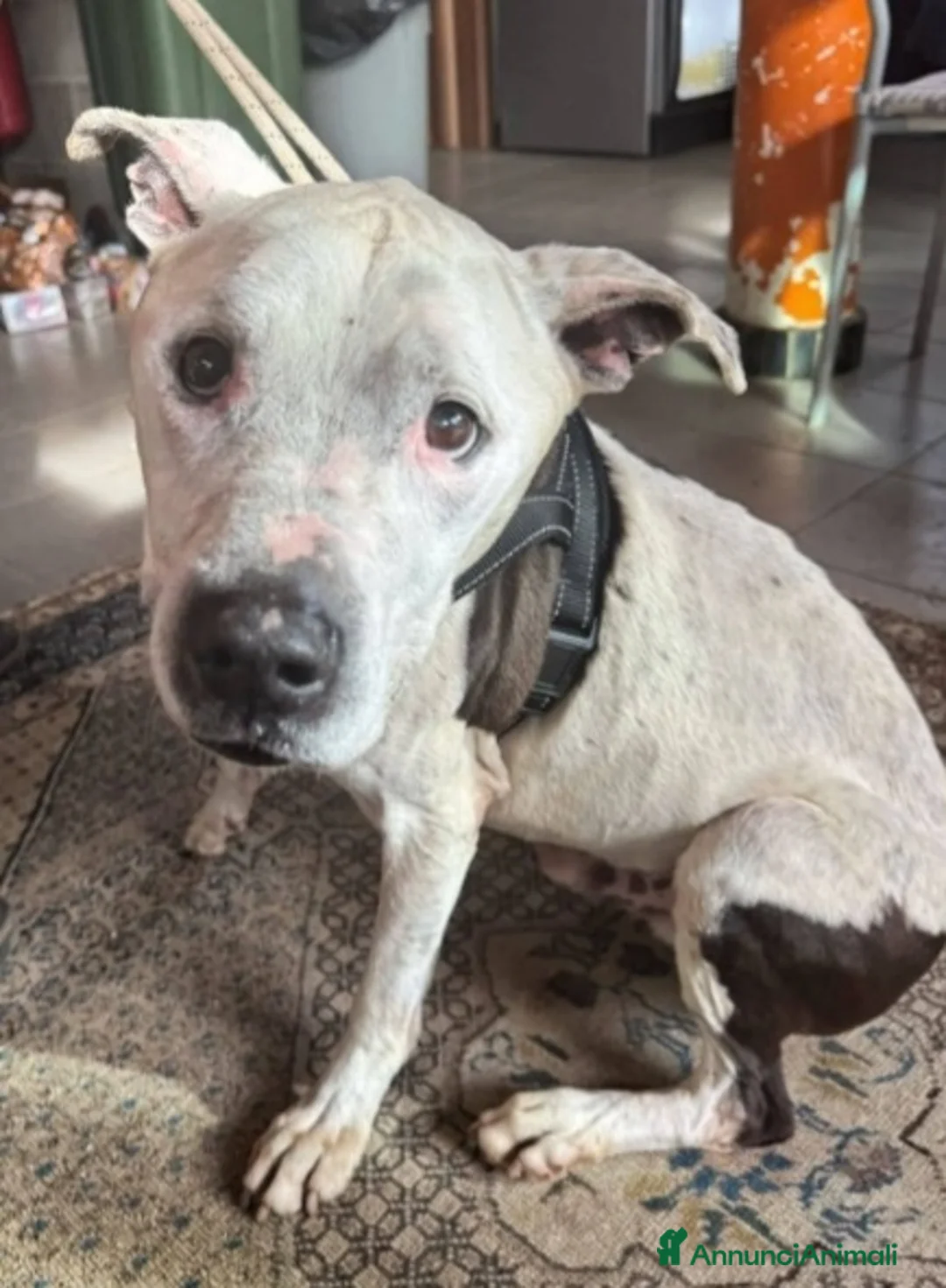 Pitbull cani in regalo: Pitbullino anziano DOLCISSIMO in canile TRISTE!GE a Città metropolitana di Milano - Annuncio 4