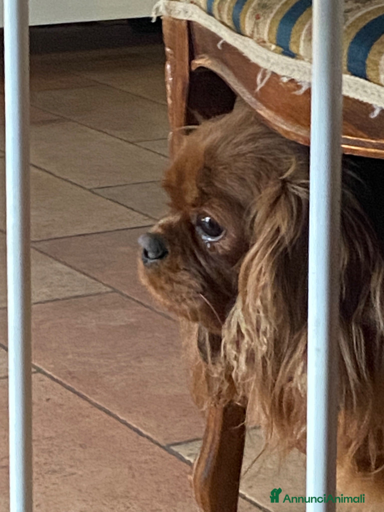 Cavalier King cani Cuccioli Rubin di cavalier king  - Annuncio 15