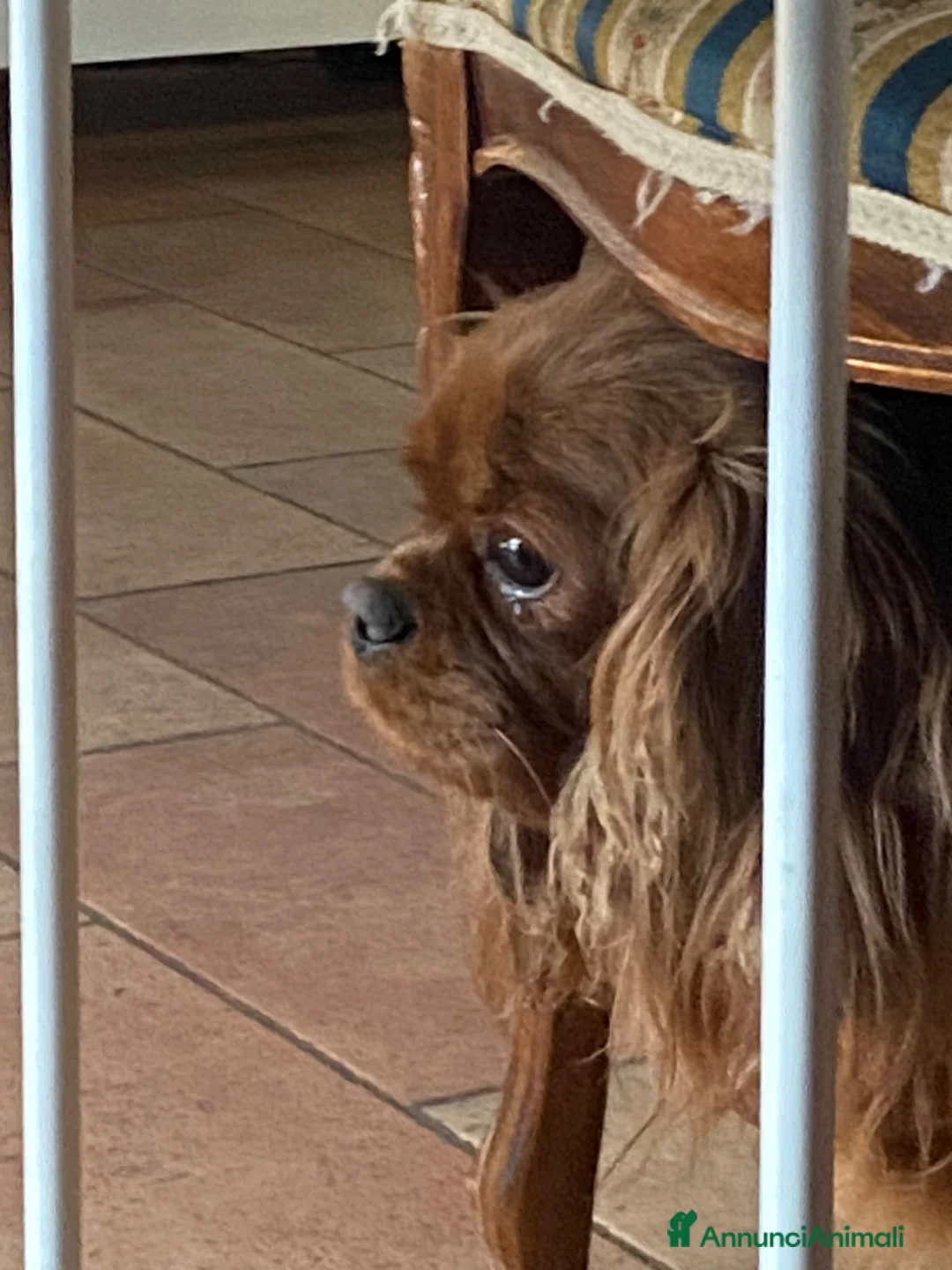 Cavalier King cani in vendita: Cuccioli Rubin di cavalier king  - Annuncio 1