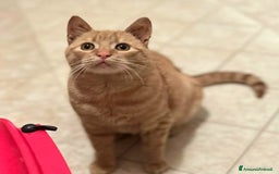 Europeo gatti in regalo: MIA dolce gattins 7 mesi cerca adozione a Provincia di Latina - Immagine 5