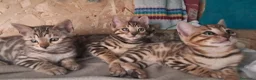 Bengala gatti in vendita: Bengala cuccioli pedegree a Provincia di Forlì-Cesena - Annuncio 4