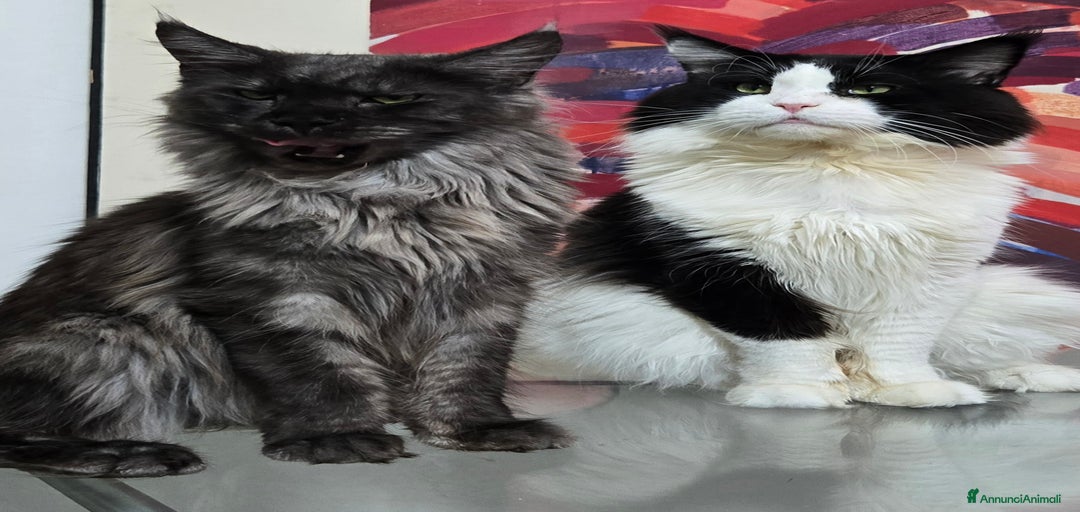 Immagine della galleria {{count}}