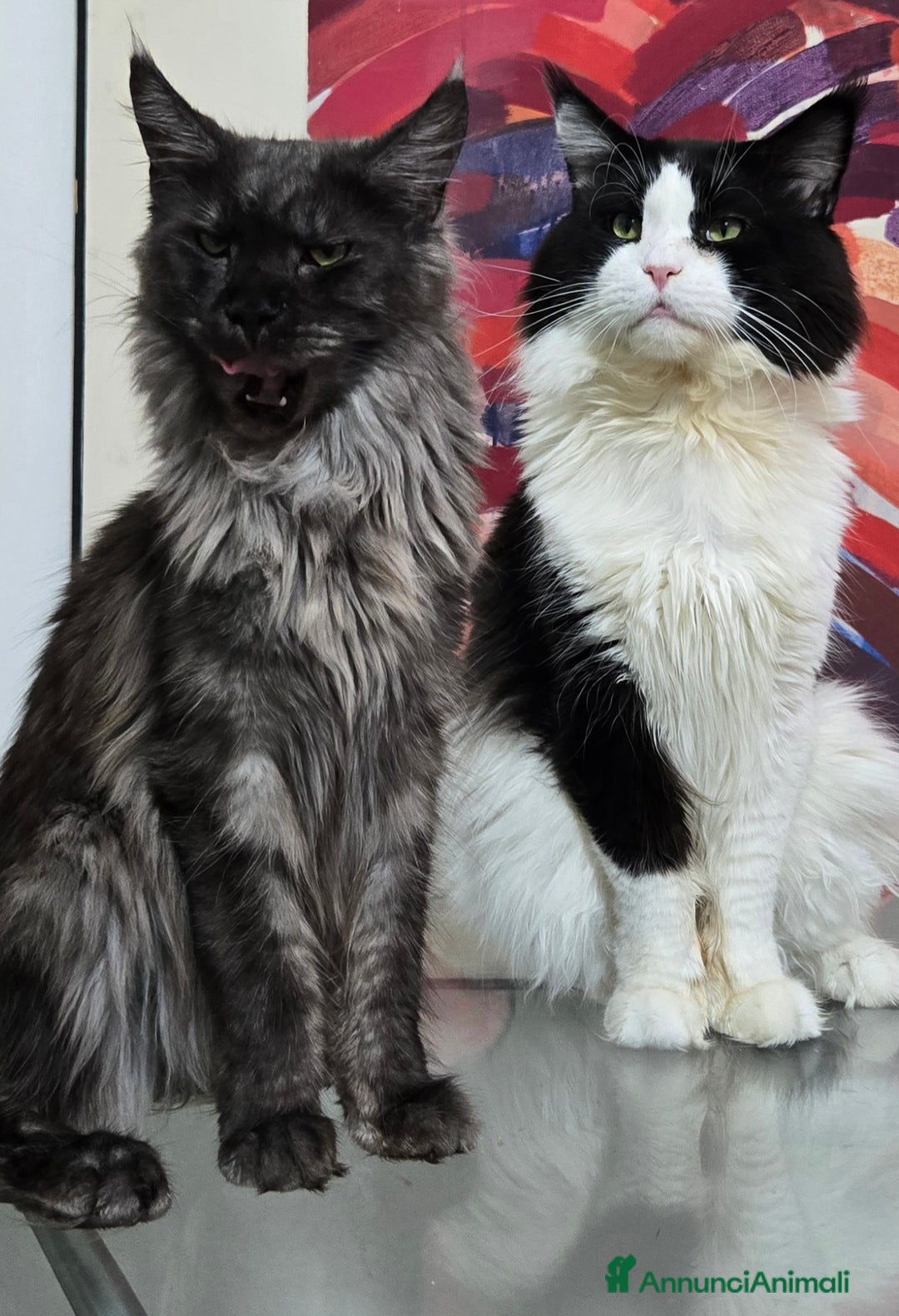 Immagine della galleria {{count}}