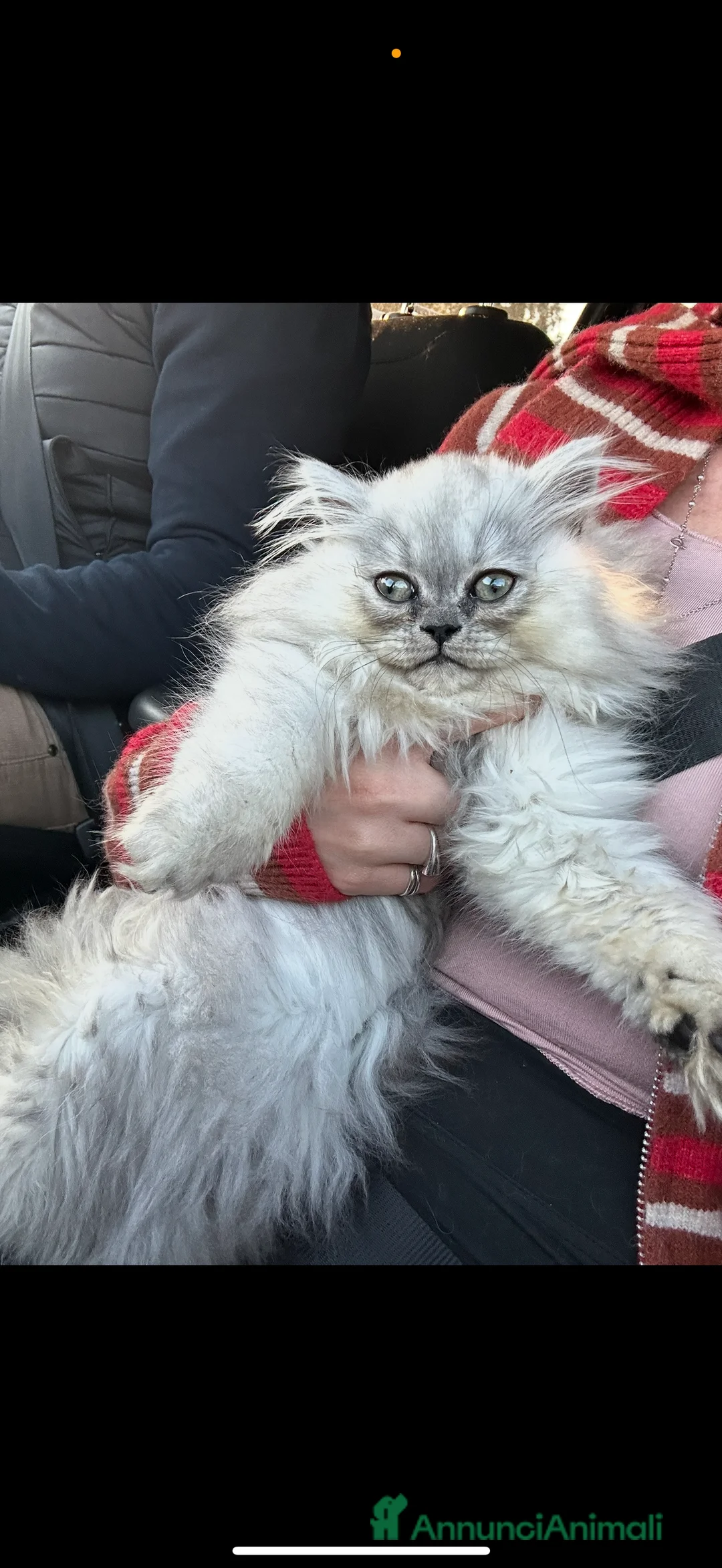 Persiano gatti in vendita: Perseano cincilla a Città metropolitana di Roma Capitale - Annuncio 2