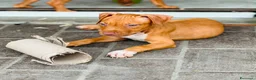 Pitbull cani in vendita: ULTIMA FEMMINA PITBULL UKC REDNOSE  - Annuncio 6