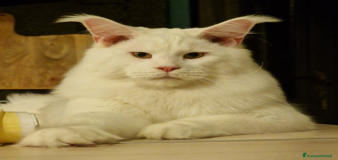 Immagine della galleria {{count}}