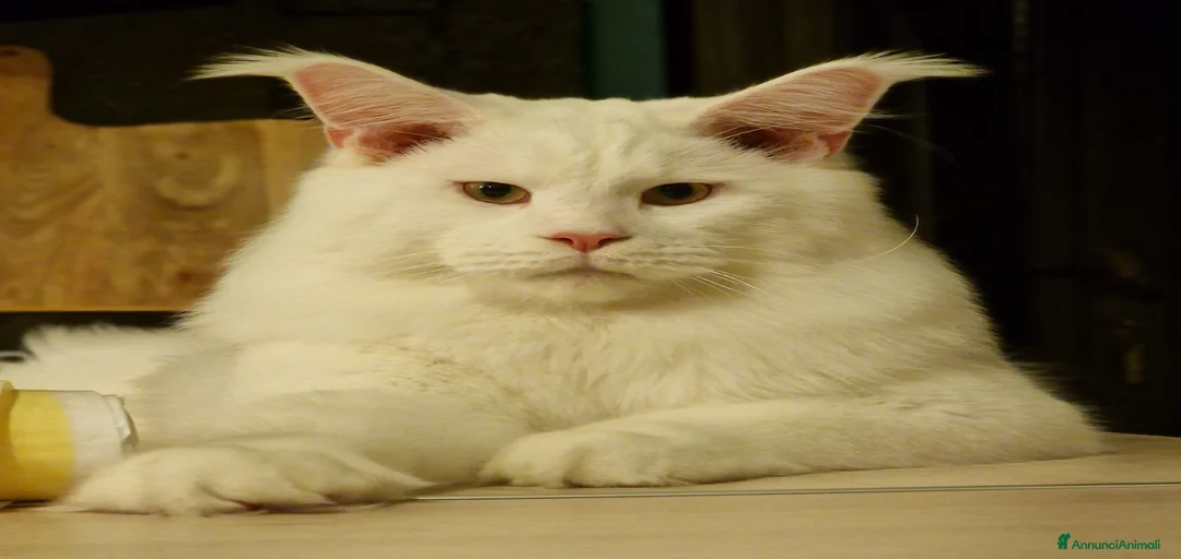 Immagine della galleria {{count}}