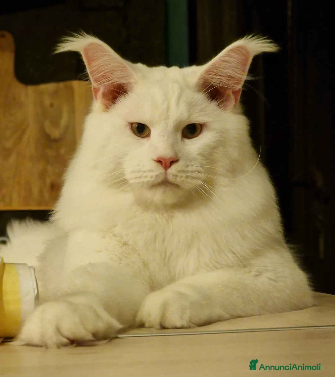 Immagine della galleria {{count}}