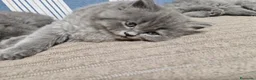 British gatti in vendita: 4 cuccioli di britsh longhair  - Annuncio 6