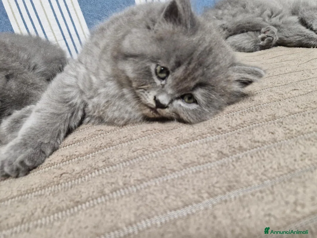 British gatti in vendita: 4 cuccioli di britsh longhair  - Annuncio 6