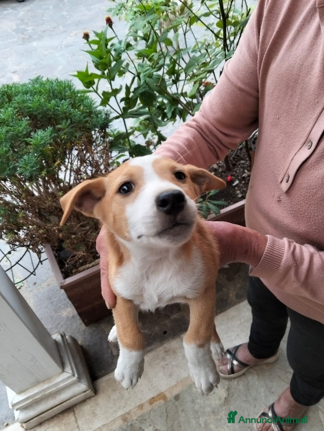 Meticcio cani in regalo: Regalo cuccioli meticci  - Annuncio 2