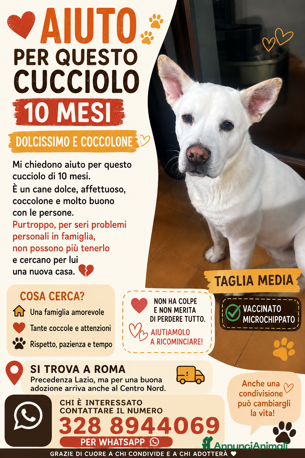 Meticcio cani Cucciolo di taglia media  - Annuncio 11