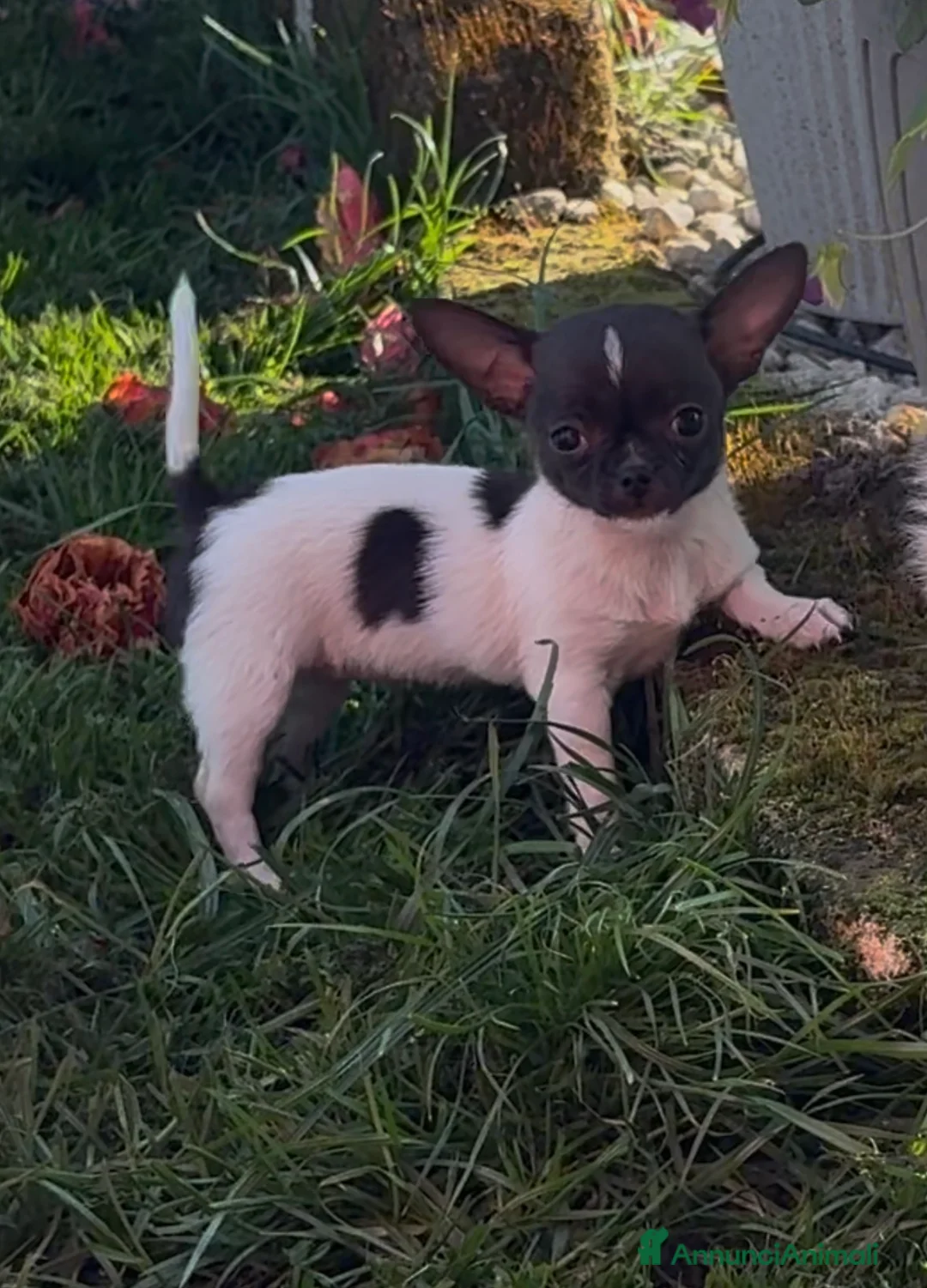 Chihuahua cani in vendita: Chihuahua - Annuncio 3