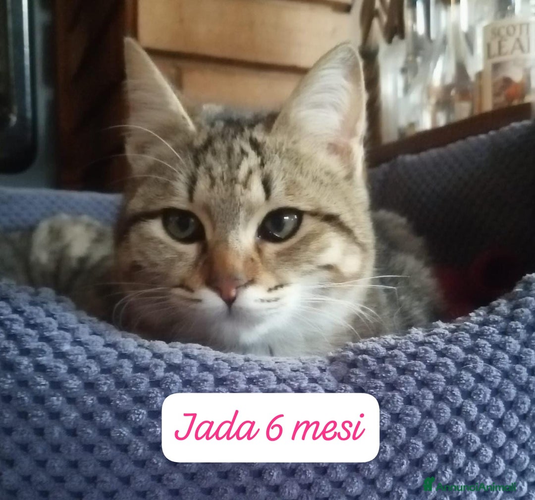 Altre razze gatti in regalo: Gattini desiderosi di trovare famiglia  - Annuncio 5