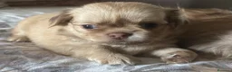 Chihuahua cani in vendita: Cucciolo chihuahua - Annuncio 5