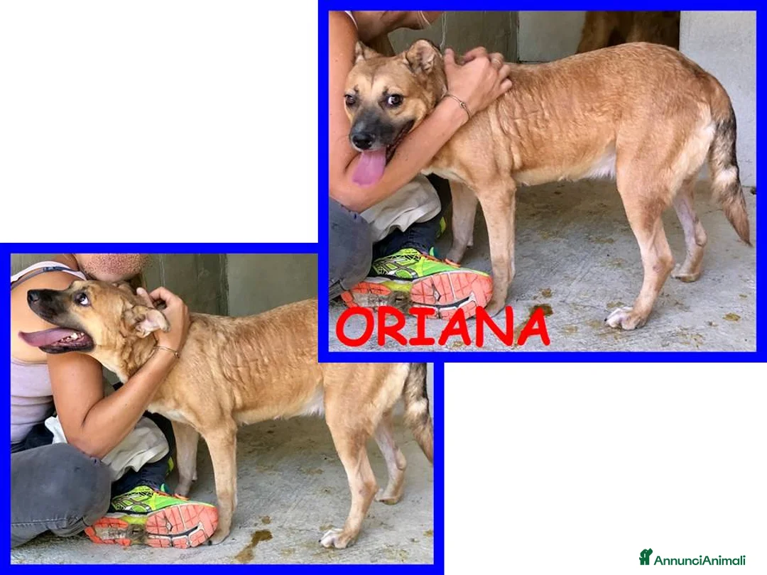 Meticcio cani in regalo: ORIANA dolce nonnina tg mediopicc. - Annuncio 5