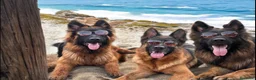 Pastore Tedesco cani in vendita: Allevamento di Terra Scura a Provincia di Salerno - Annuncio 20
