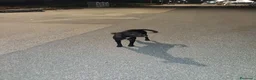Meticcio cani in regalo: Cagnolini che cercano amore - Annuncio 6
