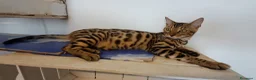 Bengala gatti in vendita: Cucciole Bengala brown a Città Metropolitana di Torino - Annuncio 3