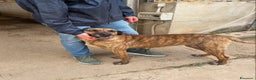 Meticcio cani in regalo: TIGRA, cagnolona fantastica dimenticata da tutti! - Annuncio 4