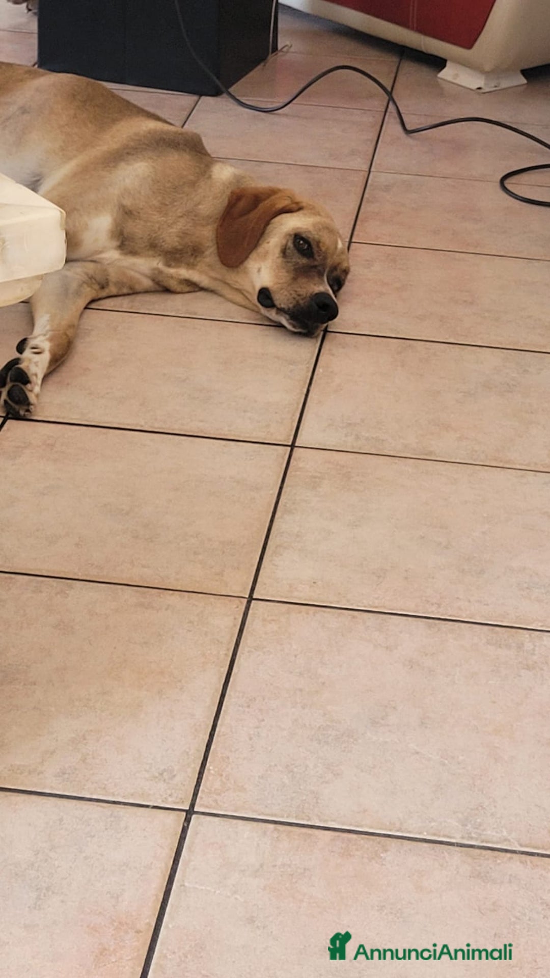 Meticcio cani in regalo: Splendido meticcio DYLAN a Città metropolitana di Milano - Annuncio 3